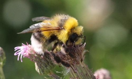 Réf. 275 063 : Bombus lucorum